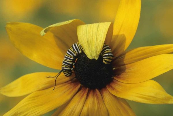 USA, Pennsylvania Monarch caterpillar on daisy